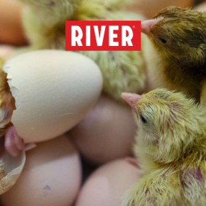 I Segnali di un Pulcino Sano: Guida ai Primi Giorni di Vita